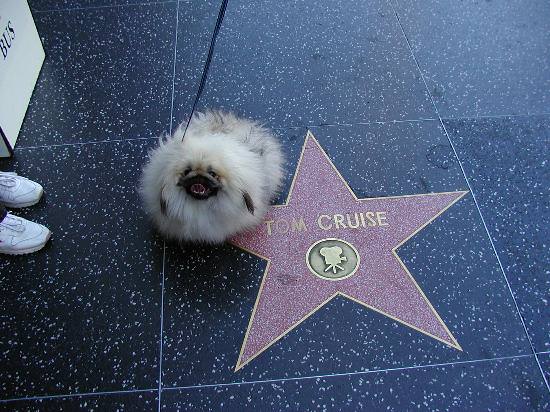 hollywood