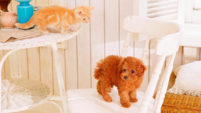 ‘Nintendogs + Cats’ estrena temas en Nintendo 3DS