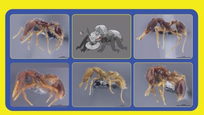 Científicos japoneses proponen nombres de Pokémon para cinco especies nuevas de hormigas