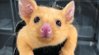 Han encontrado a esta zarigüeya australiana con mutación genética y la han llamado Pikachu