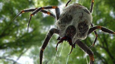 Un artista nos muestra cómo serían las skulltulas de The Legend of Zelda en la vida real