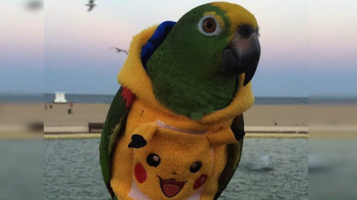 Ya puedes comprar una sudadera con capucha de Pikachu para tu loro -  Nintenderos