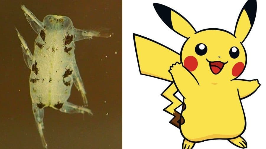 Encuentran parecido entre esta criatura recién hallada y Pikachu
