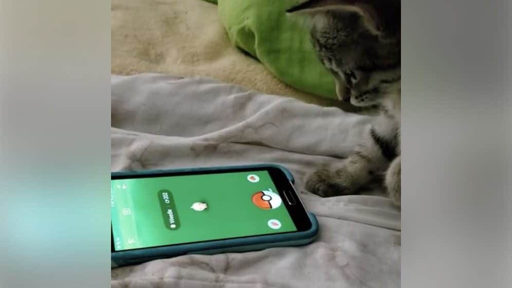 Este habilidoso gato sabe capturar Pokémon en Pokémon GO