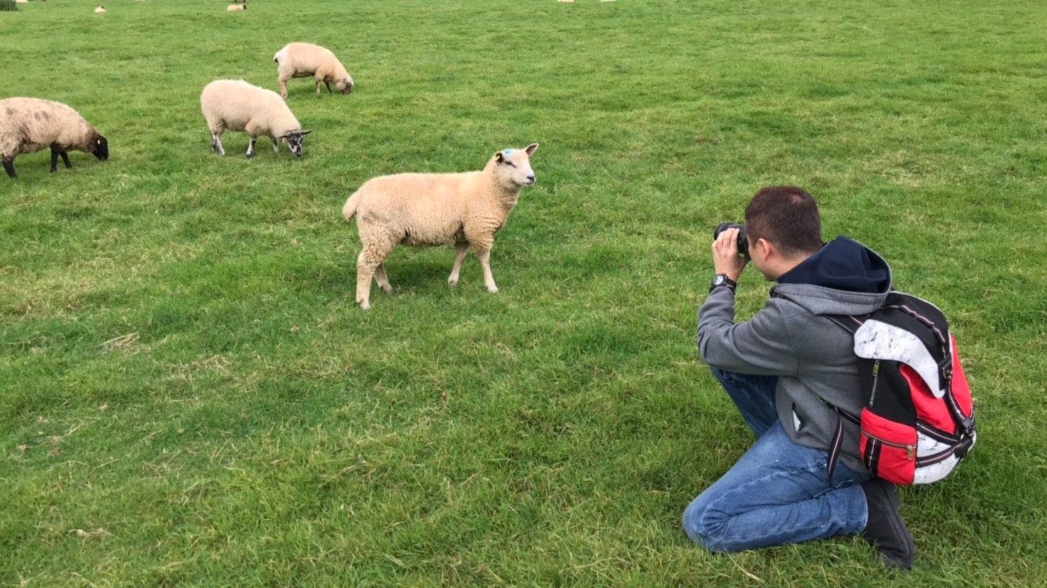 Muchas ovejas en la visita de Junichi Masuda de Pokémon a Reino Unido