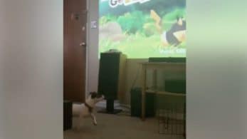 Vídeo: Perro sigue y ladra a Pikachu en la pantalla de título de Pokémon: Let’s Go