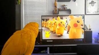 Vídeo: Este loro lo da todo al presenciar un desfile Pokémon de Pikachu