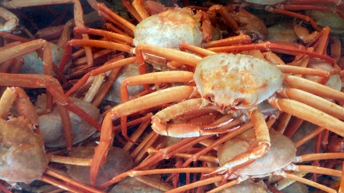 Cangrejos reales: este es el premio del próximo torneo oficial de Fight Crab