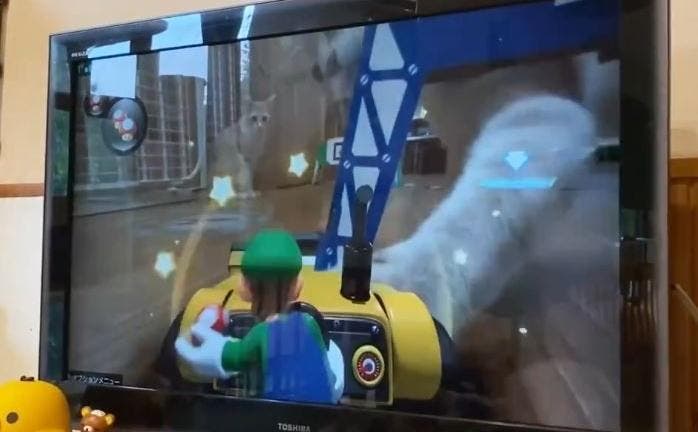 Este divertido vídeo nos muestra qué sucede cuando un gato se mete en medio de un circuito de Mario Kart Live: Home Circuit