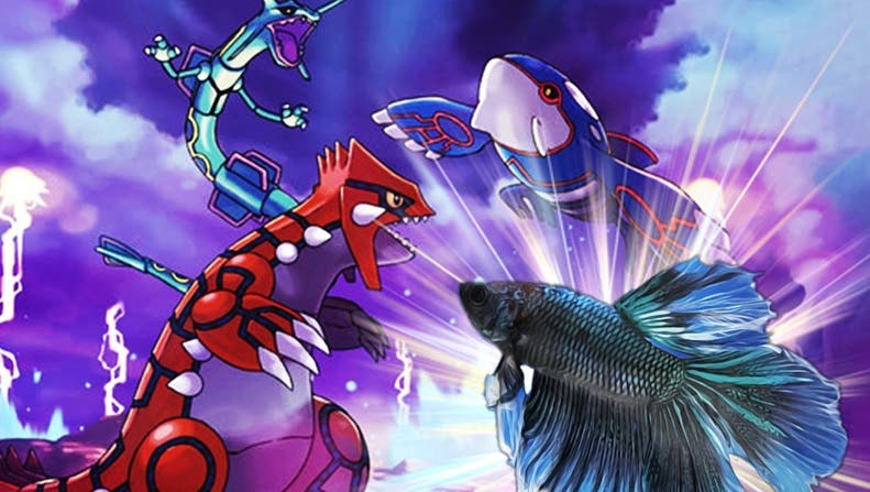 Este es el pez real que ha logrado completar Pokémon Rubí