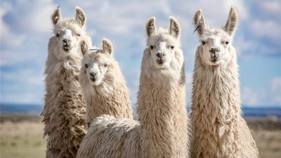 10 animales de la vida real que aún no tienen Pokémon basados ​​en ellos