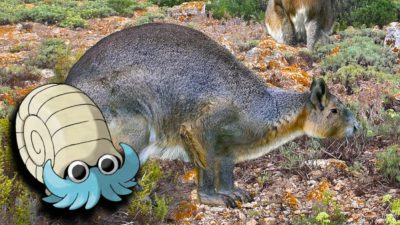 Animales ancestrales de España que podrían servir de Pokémon fósiles en Escarlata y Púrpura