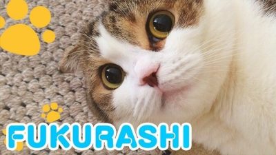 Masahiro Sakurai comparte un vídeo dedicado exclusivamente a su gata Fukurashi