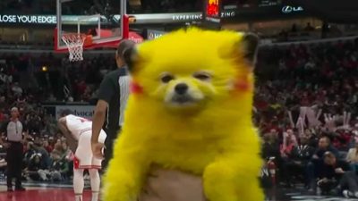 El perro Pikachu reaparece a pesar de la multa que recibió su dueño