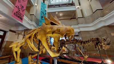 ¿Sabías que existe un Museo de Fósiles Pokémon en la vida real?