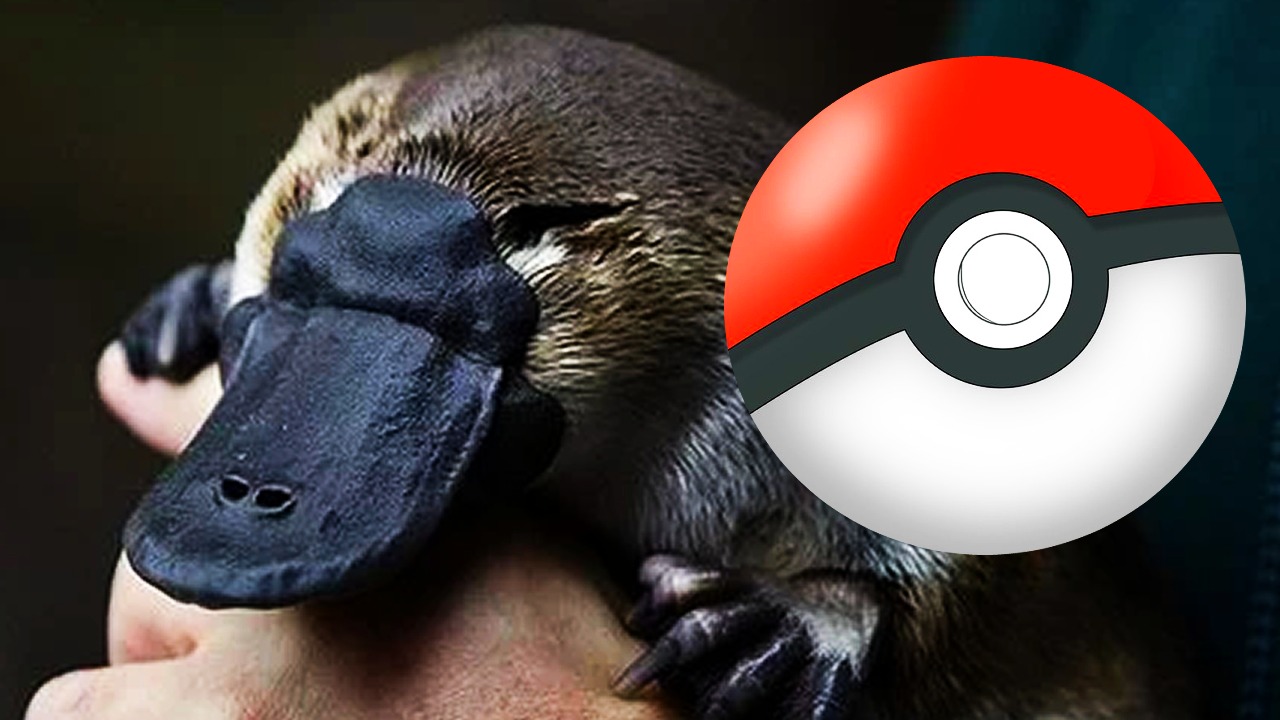 6 animales de la vida real que aún no cuentan con Pokémon basados ​​en ellos