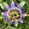Avatar de Margarida Espelt