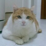 Avatar de ARCHY