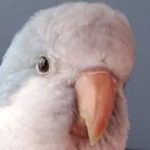 Avatar de Cotorro