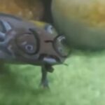 Avatar de Mateus09