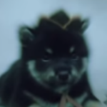 Avatar de Perro scout